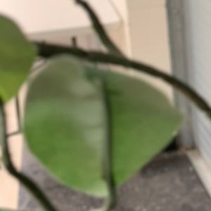 Meet your Posher, Alcy